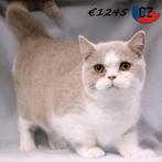 Britse Korthaar katertjes (bicolor) te koop, Dieren en Toebehoren, Katten en Kittens | Raskatten | Korthaar, Kater, Gechipt, 0 tot 2 jaar