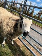 Schapen bok, Dieren en Toebehoren, Mannelijk, Schaap, 3 tot 5 jaar