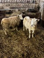 Drachtig schapen te koop, Animaux & Accessoires, Moutons, Chèvres & Cochons, Femelle, Mouton