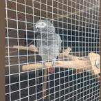 grijze roodstaart pop zeer tam, Dieren en Toebehoren, Pratend