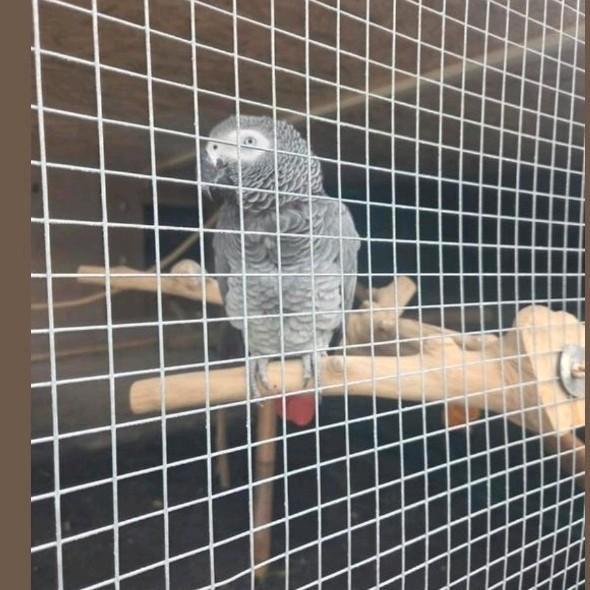 grijze roodstaart pop zeer tam, Dieren en Toebehoren, Vogels | Parkieten en Papegaaien, Pratend, Tam