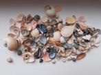 Sierpotje met verzameling schelpjes, Verzamelen, Mineralen en Fossielen, Ophalen