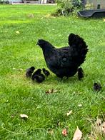 Ayam cemani, Dieren en Toebehoren, Pluimvee