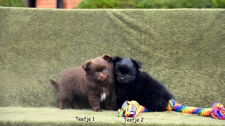 Heel mooie Pomchi pupjes, Dieren en Toebehoren, Honden | Chihuahua's en Gezelschapshonden, Meerdere dieren, Overige rassen, Fokker | Professioneel