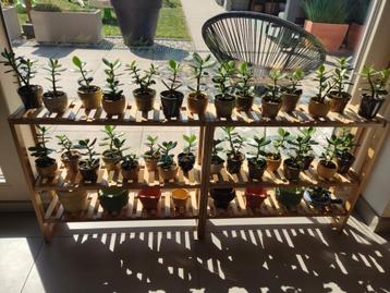 Crassula ovata vetplant goed geworteld stekjes plantjes beschikbaar voor biedingen