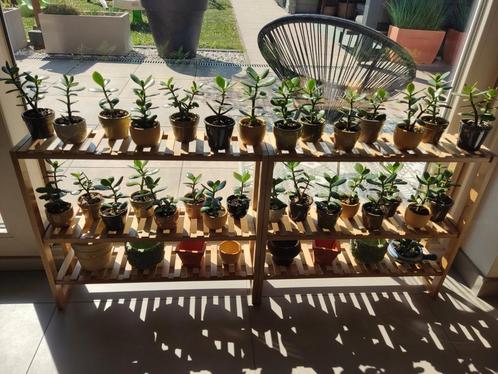 Crassula ovata vetplant goed geworteld stekjes plantjes, Huis en Inrichting, Kamerplanten, Vetplant, Ophalen