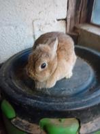 Koppel dwergkonijn, Dieren en Toebehoren, Konijnen