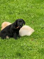 Labrador pups, Dieren en Toebehoren, Honden | Retrievers, Spaniëls en Waterhonden, België, Reu, CDV (hondenziekte), 8 tot 15 weken