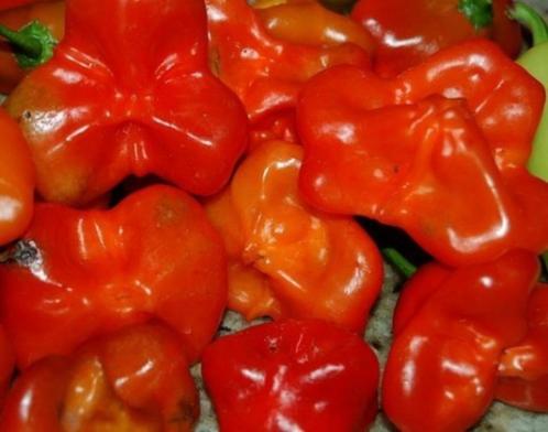 Rocotillo - Peper zaden, Tuin en Terras, Bloembollen en Zaden, Verzenden