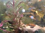 Gezonde mooie visjes goedkoop, Dieren en Toebehoren