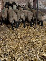 Suffolk dekrammen, Dieren en Toebehoren