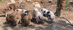 Lieve Mini varken gottinger, Dieren en Toebehoren, Meerdere dieren