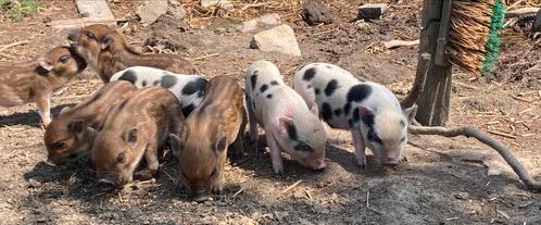 Lieve Mini varken gottinger, Dieren en Toebehoren, Overige Dieren, Meerdere dieren