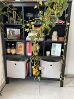 Boekenkast IKEA Kallax, Ophalen, Met plank(en), Gebruikt, 100 tot 150 cm