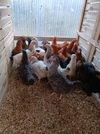 ZA / ZONDAG OPEN alle rassen 5 +1 gratis 0499/082381, Dieren en Toebehoren, Pluimvee, Vrouwelijk, Kip