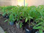Tomaat planten, Tuin en Terras, Ophalen