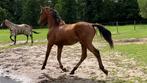 Jaarling springpaard, Dieren en Toebehoren, Paarden, Springpaard, Gechipt, Niet van toepassing, 0 tot 2 jaar