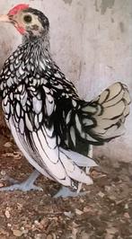 Mooie jonge sebright haantjes, Dieren en Toebehoren