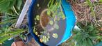 Waterlelie, Tuin en Terras, Ophalen, Zo goed als nieuw