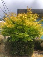 Japanese esdoorn AUREUM, Tuin en Terras, Planten | Tuinplanten, Ophalen, Vaste plant, Overige soorten