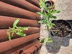 Vlinderstruik stekje, Tuin en Terras, Volle zon, Vaste plant, Zomer, Ophalen