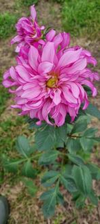 Dahlia knollen, Verzenden, Voorjaar, Halfschaduw, Knol