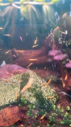 Geel garnalen neocaridina met gouden rugstreep, Dieren en Toebehoren