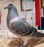 Gevraagd show post duiven, Dieren en Toebehoren, Postduif