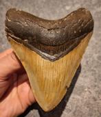 PRACHT EXEMPLAAR! MEGALODON TAND USA	187	gr	11.6x9x2.3	cm, Ophalen of Verzenden, Fossiel