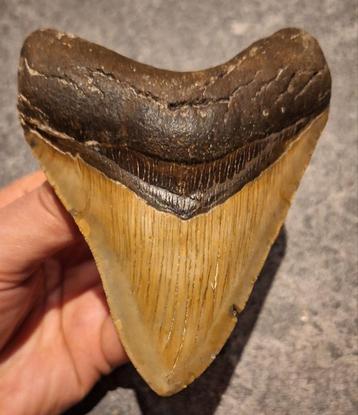 PRACHT EXEMPLAAR! MEGALODON TAND USA	187	gr	11.6x9x2.3	cm beschikbaar voor biedingen