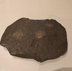 Ammonietcluster, Enlèvement