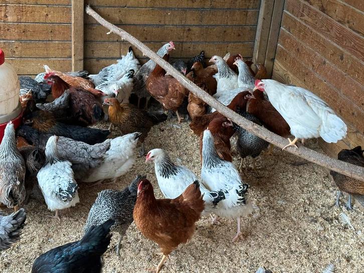 Legkippen, Dieren en Toebehoren, Pluimvee