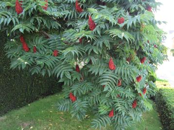 Fluweelboom beschikbaar voor biedingen