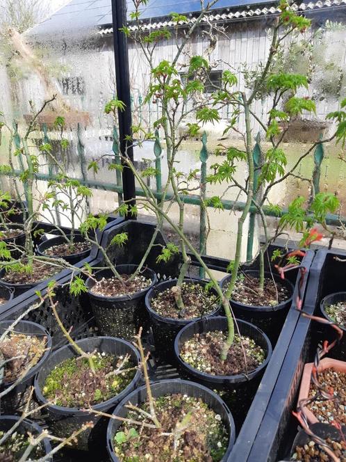Acer Shishigashira voor Bonsai, Tuin en Terras, Planten | Bomen, Ophalen