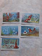 images Liebig: la vie du corail, Collections, Enlèvement ou Envoi