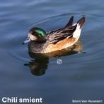 Siereenden, Dieren en Toebehoren, Meerdere dieren, Eend