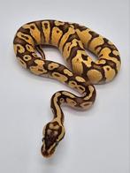 Koningspython Firefly Enchi 100% het Desert Ghost, Dieren en Toebehoren, Slang, 0 tot 2 jaar, Tam