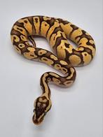 Python regius Firefly enchi 100% het desert ghost, Animaux & Accessoires, Reptiles & Amphibiens, Serpent, Domestique, 0 à 2 ans