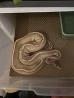 1.0 purple pasion, Dieren en Toebehoren, Reptielen en Amfibieën