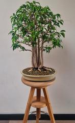 Ficus Benjamina Bonsai, 30 Jaar, Kabudachi Stijl, Tuin en Terras, Planten | Bomen, Halfschaduw, Ophalen of Verzenden, Lente, Minder dan 100 cm