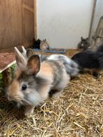Dwerg konijntjes, Dieren en Toebehoren, Konijnen, Dwerg