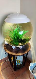 Biorb Halo 60 liter, Dieren en Toebehoren, Ophalen, Gebruikt