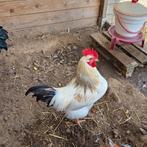 Gratis haantje 6 maanden oud, Dieren en Toebehoren, Pluimvee