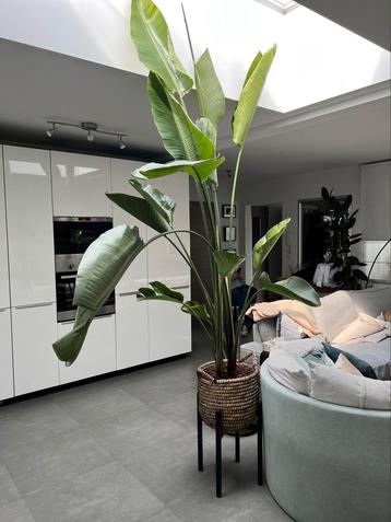 Indrukwekkende Strelitzia kamerplant - 2m90 hoog incl. mand beschikbaar voor biedingen