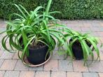 Agapanthus, Tuin en Terras, Ophalen, Zomer, Vaste plant, Volle zon