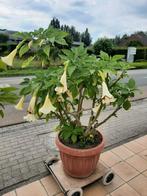 Witte en gele brugmansia in grote pot 60 cm , hoogte 1.80 m, Tuin en Terras, Ophalen, In pot