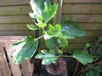 Plant de figuier, Ophalen, Volle zon, In pot, 250 tot 400 cm