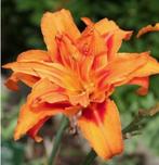 Hémérocalle à grandes fleurs orange - pot 19 cm, Ophalen, Zomer, Vaste plant, Volle zon
