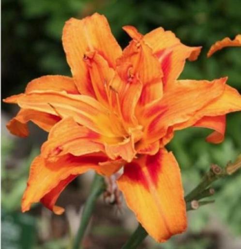 Hémérocalle à grandes fleurs orange - pot 19 cm, Tuin en Terras, Planten | Tuinplanten, Vaste plant, Volle zon, Zomer, Ophalen