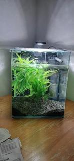 Aquarium, Dieren en Toebehoren, Ophalen of Verzenden